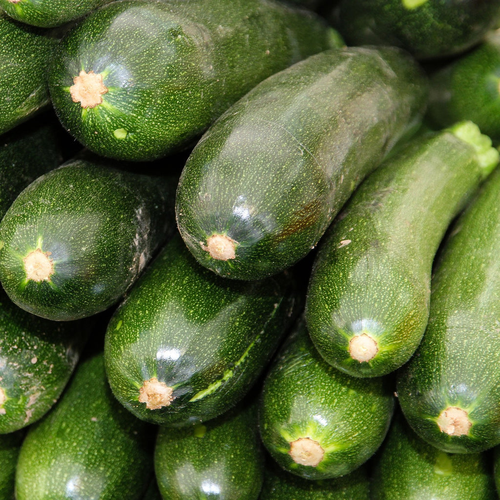 ZUCCHINO Nano Verde di Milano