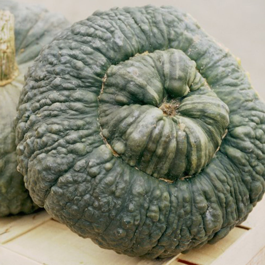 ZUCCA Marina di Chioggia