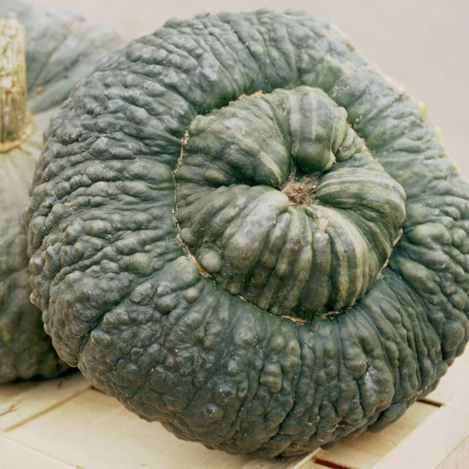 ZUCCA Marina di Chioggia